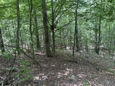 15 Wooded Acres in Tuscaloosa, Alabama - image 27