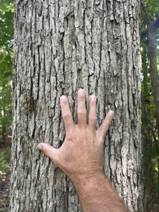 15 Wooded Acres in Tuscaloosa, Alabama - image 6