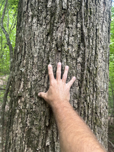 15 Wooded Acres in Tuscaloosa, Alabama - image 22