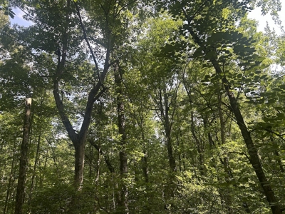 15 Wooded Acres in Tuscaloosa, Alabama - image 3