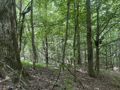 15 Wooded Acres in Tuscaloosa, Alabama - image 29