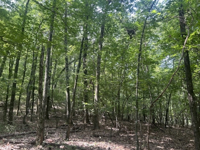 15 Wooded Acres in Tuscaloosa, Alabama - image 12