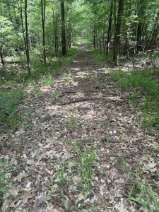 15 Wooded Acres in Tuscaloosa, Alabama - image 20