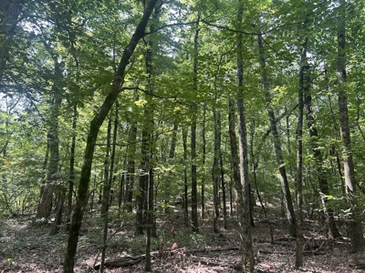 15 Wooded Acres in Tuscaloosa, Alabama - image 10