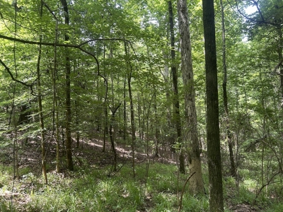 15 Wooded Acres in Tuscaloosa, Alabama - image 25