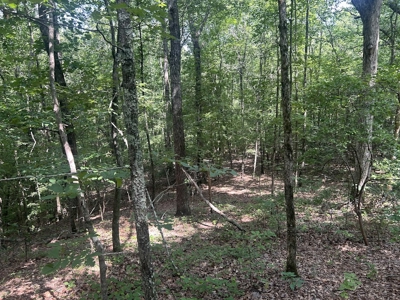 15 Wooded Acres in Tuscaloosa, Alabama - image 4