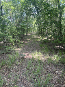 15 Wooded Acres in Tuscaloosa, Alabama - image 1