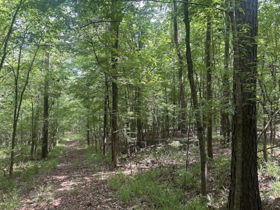 15 Wooded Acres in Tuscaloosa, Alabama - image 21