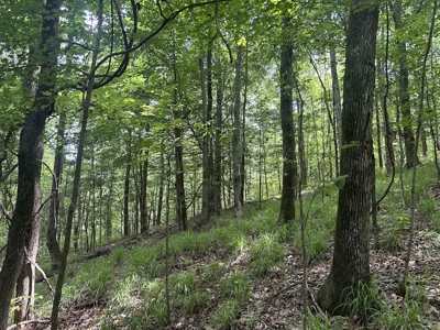 15 Wooded Acres in Tuscaloosa, Alabama - image 23