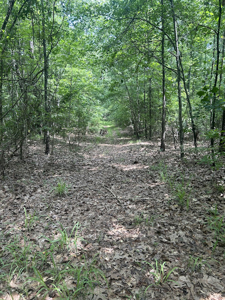 15 Wooded Acres in Tuscaloosa, Alabama - image 19