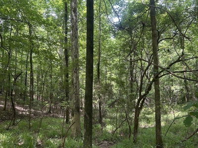 15 Wooded Acres in Tuscaloosa, Alabama - image 26