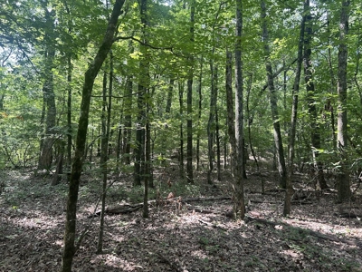 15 Wooded Acres in Tuscaloosa, Alabama - image 9