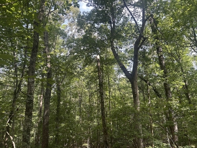 15 Wooded Acres in Tuscaloosa, Alabama - image 5