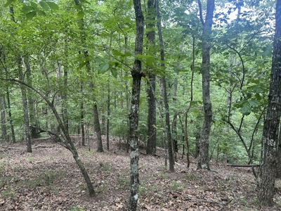 15 Wooded Acres in Tuscaloosa, Alabama - image 14