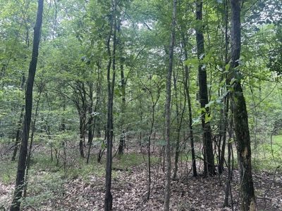 15 Wooded Acres in Tuscaloosa, Alabama - image 16