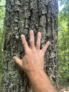 15 Wooded Acres in Tuscaloosa, Alabama - image 11