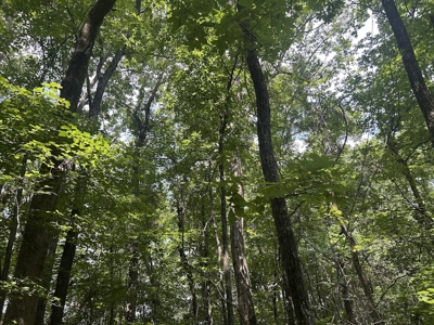 15 Wooded Acres in Tuscaloosa, Alabama - image 24