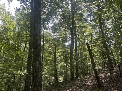 15 Wooded Acres in Tuscaloosa, Alabama - image 7