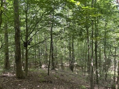 15 Wooded Acres in Tuscaloosa, Alabama - image 30