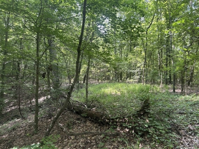 15 Wooded Acres in Tuscaloosa, Alabama - image 17