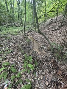 15 Wooded Acres in Tuscaloosa, Alabama - image 13