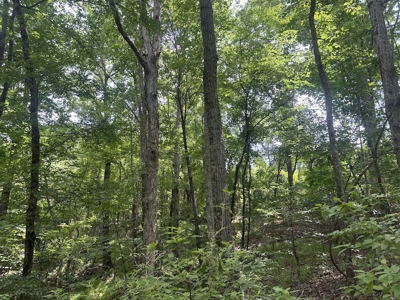 15 Wooded Acres in Tuscaloosa, Alabama - image 32