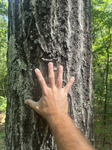 15 Wooded Acres in Tuscaloosa, Alabama - image 18