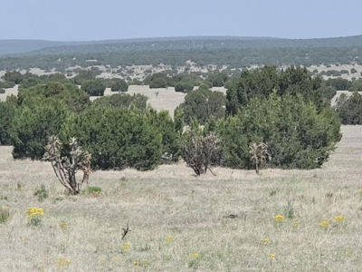 39.9 Acres in Estancia NM with Mountain Views & Good Soil - image 1