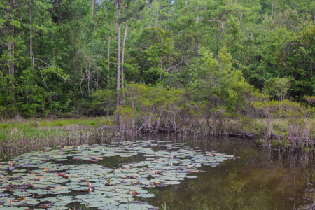 Private Country Paradise with Pond, Pool & Acreage in Cottondale - image 37