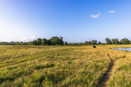 505 Acre Cattle Ranch Avinger Texas Cass County East TX Turnkey - image 20