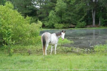 6 House Poultry Broiler Turnkey Farm with 40 Acres SW MS - image 40