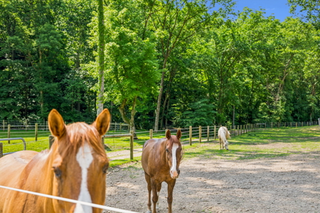 Country Home/Equine Property for Sale - image 23