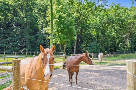 Country Home/Equine Property for Sale - image 24