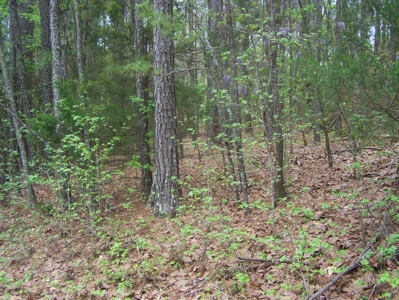 2 Wooded Lake View Lots on Lake Monticello Recreational Lake - image 2