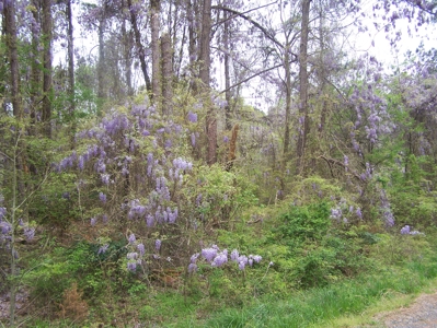 2 Wooded Lake View Lots on Lake Monticello Recreational Lake - image 9