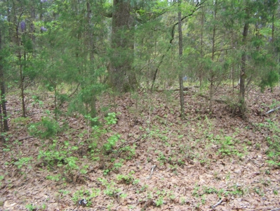 2 Wooded Lake View Lots on Lake Monticello Recreational Lake - image 1