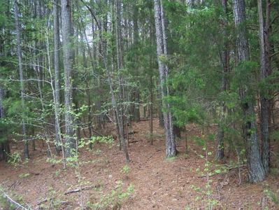 2 Wooded Lake View Lots on Lake Monticello Recreational Lake - image 3