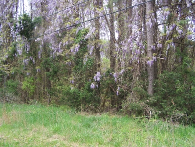2 Wooded Lake View Lots on Lake Monticello Recreational Lake - image 7