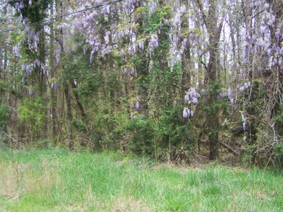 2 Wooded Lake View Lots on Lake Monticello Recreational Lake - image 8