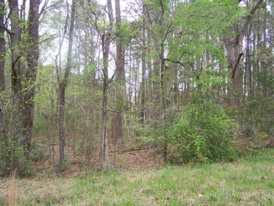 2 Wooded Lake View Lots on Lake Monticello Recreational Lake - image 4