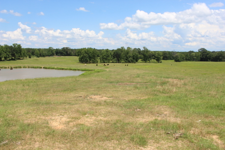 Cattle Farm For Sale with Pond Lincoln County Wesson Mississippi - image 21