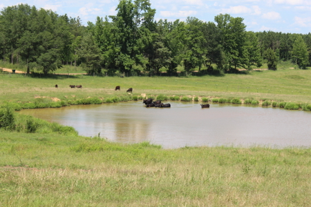 Cattle Farm For Sale with Pond Lincoln County Wesson Mississippi - image 20