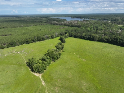 Cattle Farm For Sale with Pond Lincoln County Wesson Mississippi - image 5