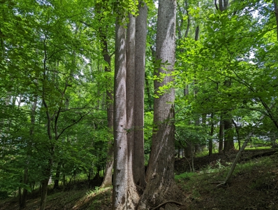 Lot for Sale on Smith Mountain Lake in Moneta VA - image 5