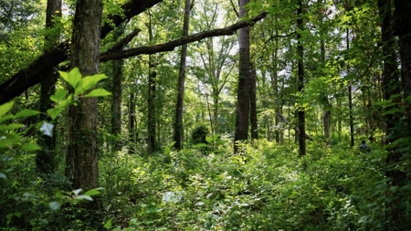 Clinton 30 Acres for Sale - Rural Land Near Baton Rouge, LA - image 17
