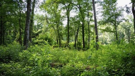 Clinton 30 Acres for Sale - Rural Land Near Baton Rouge, LA - image 22