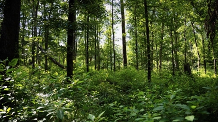 Clinton 30 Acres for Sale - Rural Land Near Baton Rouge, LA - image 20