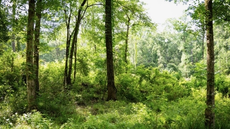 Clinton 30 Acres for Sale - Rural Land Near Baton Rouge, LA - image 23