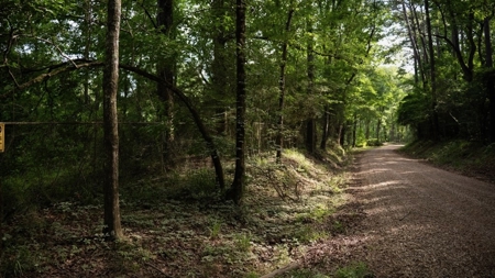 Clinton 30 Acres for Sale - Rural Land Near Baton Rouge, LA - image 13