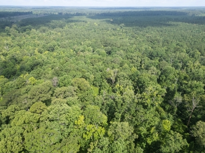 Clinton 30 Acres for Sale - Rural Land Near Baton Rouge, LA - image 6